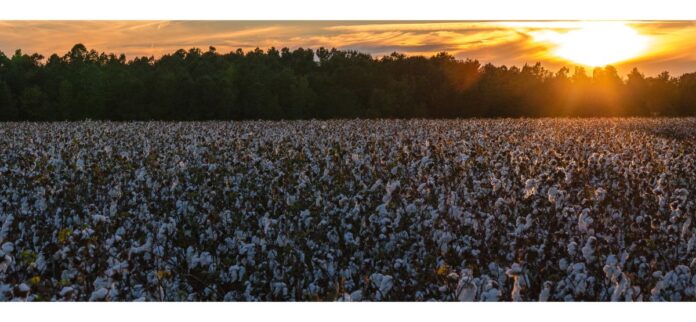 Colheita de algodão: crescimento e benefícios da safra no agronegócio nacional